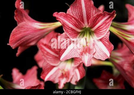 Primo piano di gigli a strisce rosa in fiore Foto Stock