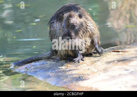 Nutria Foto Stock