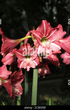 Primo piano di gigli a strisce rosa in fiore Foto Stock