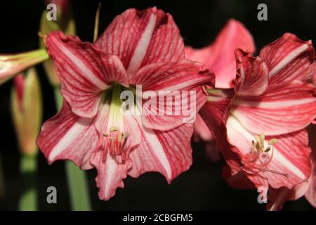 Primo piano di gigli a strisce rosa in fiore Foto Stock