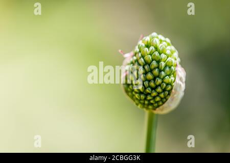 Elegante primavera fioritura fiori di foresta in morbido fuoco su sfondo azzurro macro in primo piano all'aperto. Primavera modello sfondo floreale carta da parati. Foto Stock