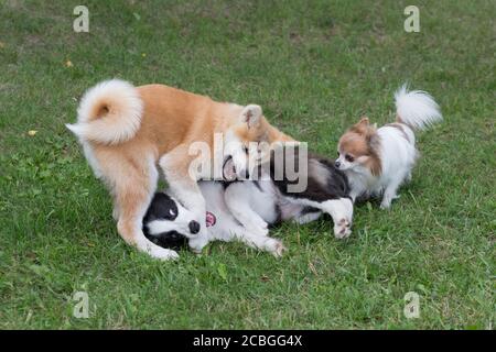 Tre giovani cuccioli giocano su un'erba verde nel parco estivo. Animali domestici. Cane purebred. Foto Stock