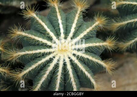 Parodia magnifica cactus visto dall'alto Foto Stock