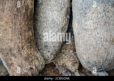 Closeup di pelle di puna yam esposto al mercato alimentare Foto Stock