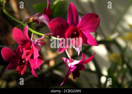 Orchidea rosa Dendrobium in fiore Foto Stock