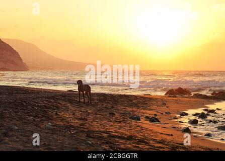 Lone vagato cane in piedi sulla spiaggia illuminata tramonto, mare calmo sullo sfondo. Foto Stock