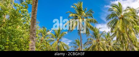 Sfondo tropicale. Natura esotica paesaggio foglie verdi di palme con cielo blu tropicale giungla modello. Paesaggio tropicale esotico idilliaco Foto Stock