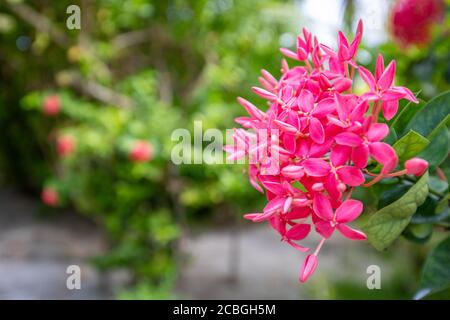 Bouganville in fiore sull'albero. Fiori magenta. Bougainvillea fiori come sfondo. Sfondo floreale. Foto Stock