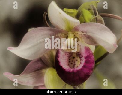 Orchidea rosa Foto Stock