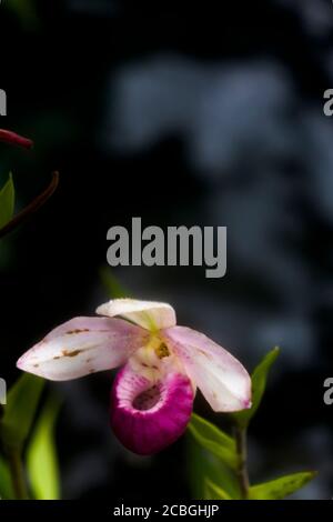 Orchidea rosa Foto Stock