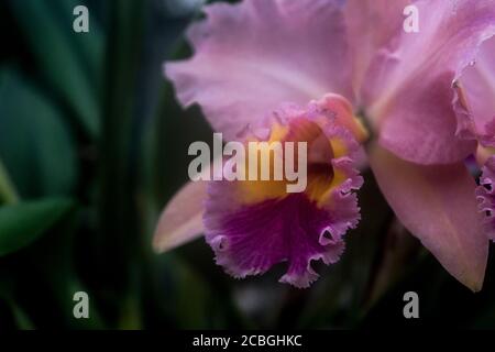 Orchidea rosa Foto Stock