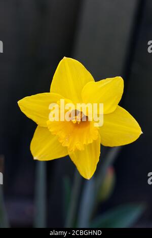 Primo piano di una singola testa di daffodil in piena fioritura Foto Stock