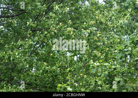 Albero dei tulipani in fiore Foto Stock