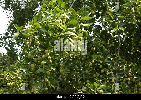 Albero di jujibe con frutta immatura in estate Foto Stock