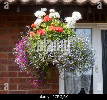 Un cestino appeso contenente gerani (pelargoniums) e lobelia finale Foto Stock