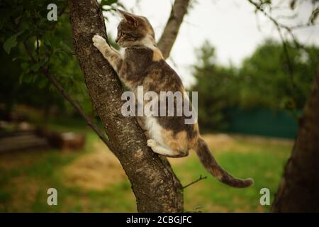 Carino gioco di gatto di cenere su un albero. Ritratto di un gatto domestico Foto Stock