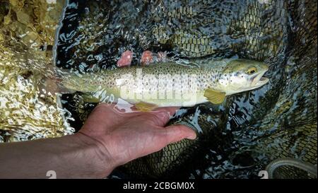 Un pesce ibrido di marmo e trote brune in una rete da pesca dopo essere stato catturato sul fiume Soca, vicino a Tolmin, Slovenia Foto Stock