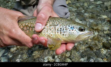 Un primo piano di un pesce che è un ibrido di trote di marmo e di trote brune, catturati sul fiume Soca, vicino alla Slovenia Foto Stock