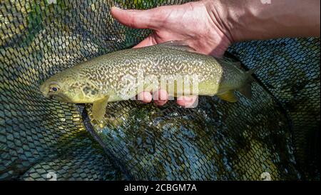 Un pescatore che tiene una trota di marmo rara catturata su un Vola dal fiume Soca in Slovenia Foto Stock