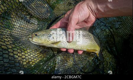 Una rara trota di marmo con una mosca in bocca in una rete da pesca, pescata sul fiume Soca in Slovenia Foto Stock