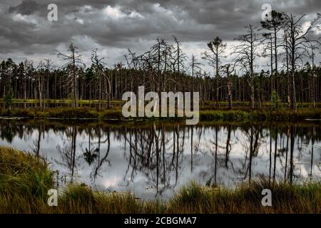 Isola con alberi secchi e il loro riflesso nel lago di palude. Foto Stock