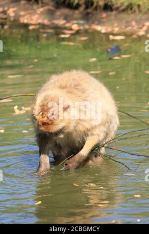 Scimmia macaque a Dierenrijk, Mierlo nei Paesi Bassi Foto Stock