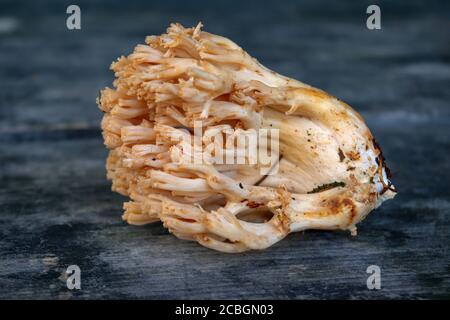 Fungo commestibile Ramaria fava sullo sfondo di una vecchia tavola di legno primo piano. Foto Stock