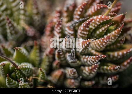 Macro fotografia di cactus. Pianta naturale, Hen e pulcini cactus succulente acqua di pianta gocce closeup macro vista Foto Stock