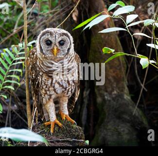 Barred Owl Juvenile Florida. Si tratta di un gufo selvaggio trovato nella palude di Corkscrew a Napoli, Florida. Si può dire l'età dalle piume ancora sulle gambe. Foto Stock