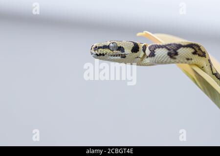 Morelia spilota sulla foglia di fico di gomma e guardando via su sfondo sfocato. Testa di serpente. Animale domestico esotico. Poster, sfondo. Primo piano, macro Foto Stock