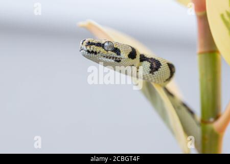 Macro di morelia spilota testa mostrando tra foglie di fico di gomma e guardando via. Serpente. Animale domestico esotico. Poster, sfondo. Primo piano Foto Stock