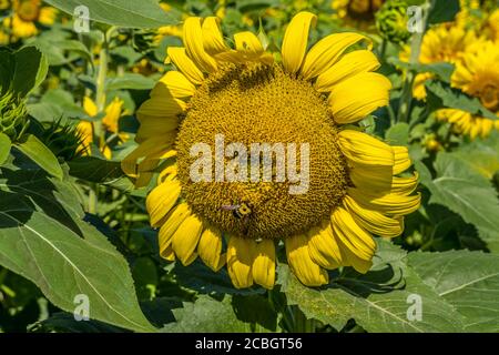 Un'ape completamente coperta in polline che raccoglie da un grande girasole giallo in pieno fiore primo piano in un campo con più girasoli sullo sfondo di un Foto Stock