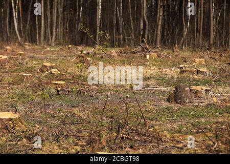 L'immagine dopo l'abbattimento è un sacco di ceppi di conifere alberi che rimangono nel terreno. Ceppi dopo abbattimento illegale. Fuoco selettivo Foto Stock