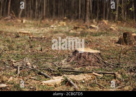 L'immagine dopo l'abbattimento è un sacco di ceppi di conifere alberi che rimangono nel terreno. Ceppi dopo abbattimento illegale. Fuoco selettivo Foto Stock