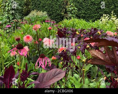 Drift piantando in Cottage Garden a Easton Walled Gardens Foto Stock