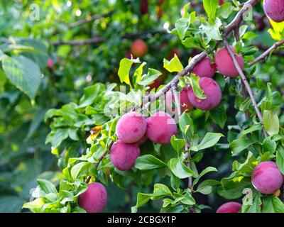 Prugne rosse mature su un ramo nel giardino Foto Stock