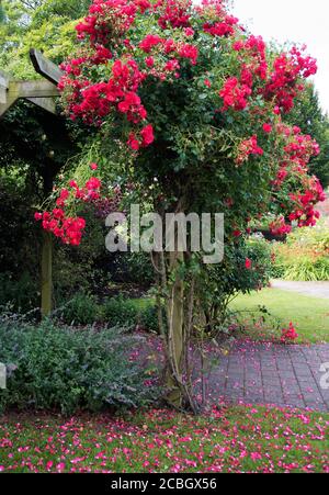 Rosa 'Etoile de Hollande' Foto Stock