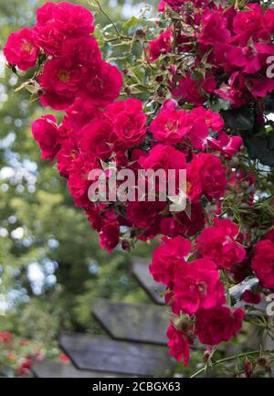 Rosa 'Etoile de Hollande' Foto Stock