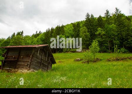 Una piccola cabina in legno costruita su un pendio di montagna da una foresta in Svizzera. Immagine caratteristiche prateria con margherite così come alberi contro cielo nuvoloso i Foto Stock