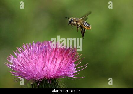 Api di miele su Loosewlife viola Foto Stock
