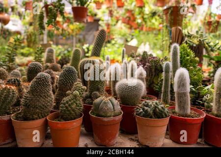 Negozio casa piante cactus di diverse forme in pentole Foto Stock