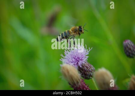 Un'ape raccoglie il nettare da un primo piano di un fiore di burdock. Foto Stock