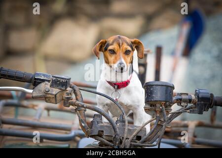 Primo piano carino jack russell terrier cane seduta isolato su moto agricola quad. Concetto, nel sedile di guida, ai contro, essere boss. Foto Stock