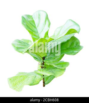 Foglia di lirato di Ficus isolata su sfondo bianco Foto Stock