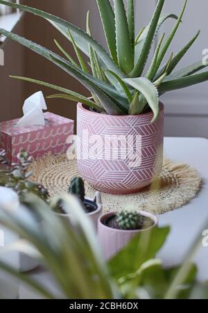 pianta di aloe vera in vaso rosa con piccole piante di cactus Foto Stock