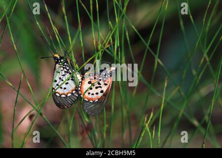 Giardino Acraea Farfalle accoppiamento (Acraea horta) Foto Stock