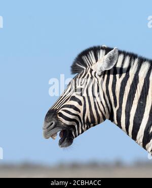 Ritratto di Zebra pianure Foto Stock