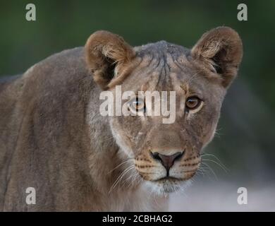 Ritratto di leonessa Foto Stock