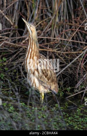 Bittern americano in Wetlands Foto Stock