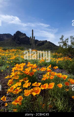 Picacho Peak Pinal County AZ / MARCH Mexican Gold Poppies moquette il pavimento del deserto sotto la faccia est di Picacho Peak nel sud dell'Arizona. V5 Foto Stock